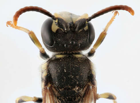 Imagem de Hylaeus annularis (Kirby 1802)