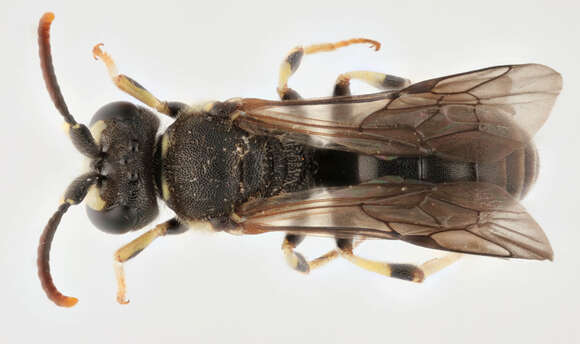 صورة Hylaeus annularis (Kirby 1802)