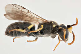 Imagem de Hylaeus annularis (Kirby 1802)