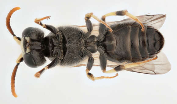 صورة Hylaeus annularis (Kirby 1802)