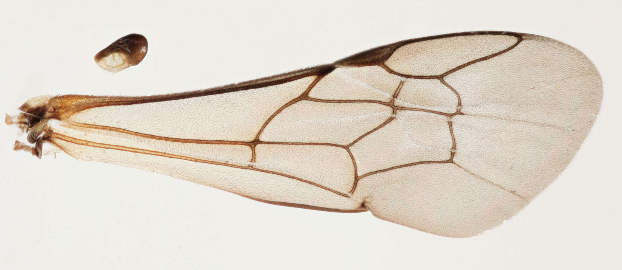 Image of Hylaeus annularis (Kirby 1802)