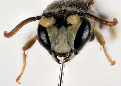 Imagem de Hylaeus annularis (Kirby 1802)