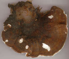 Image de Polypore benjoin