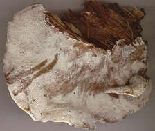 Image de Polypore benjoin