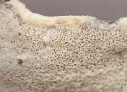 Image de Polypore benjoin