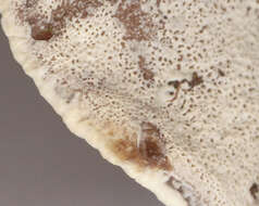 Image de Polypore benjoin