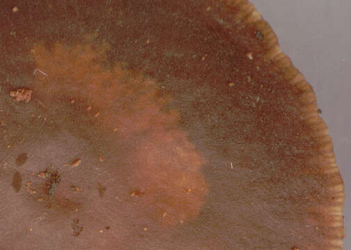 Image of Gymnopus brassicolens (Romagn.) Antonín & Noordel. 1997