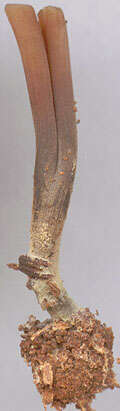 Image of Gymnopus brassicolens (Romagn.) Antonín & Noordel. 1997
