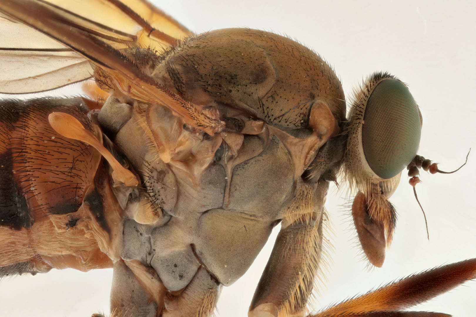 Image of Marsh Snipe fly