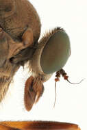 Image of Marsh Snipe fly