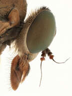 Image of Marsh Snipe fly