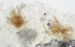 Imagem de Cercospora mercurialis Pass. 1877