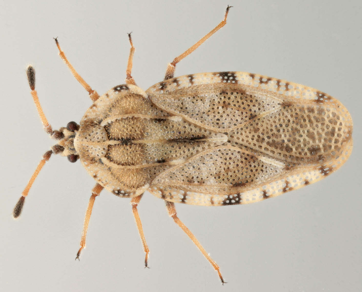 Image of spear thistle lacebug