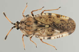 Image of spear thistle lacebug