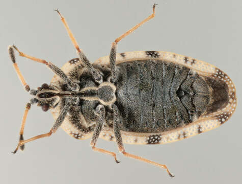 Image of spear thistle lacebug