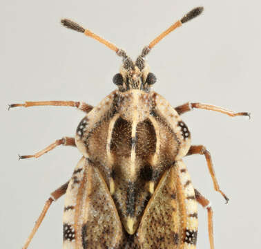 Image of spear thistle lacebug