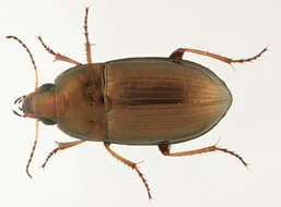 Image of common sun beetle