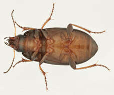 Image of common sun beetle