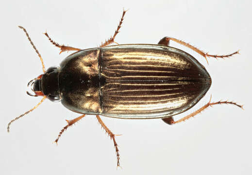 Image of common sun beetle