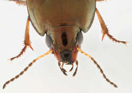 Image of common sun beetle