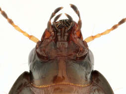 Image of common sun beetle