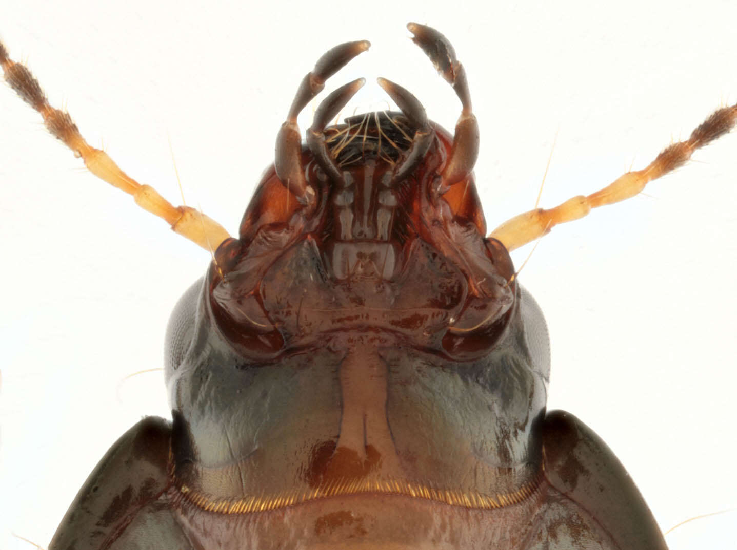 Image of common sun beetle