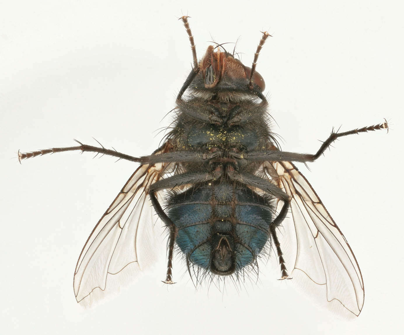 Image of Blue blowfly