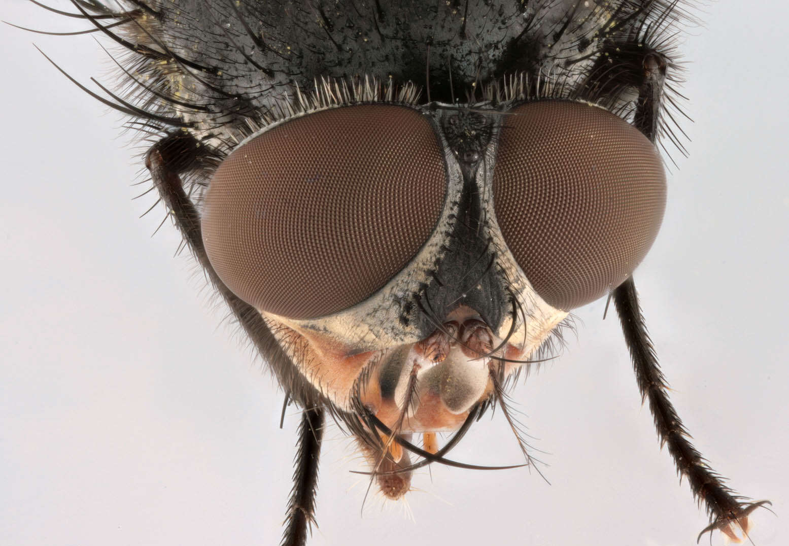 Image of Blue blowfly