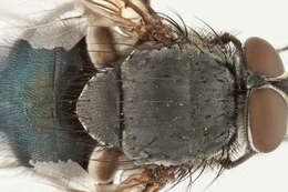 Image of Blue blowfly