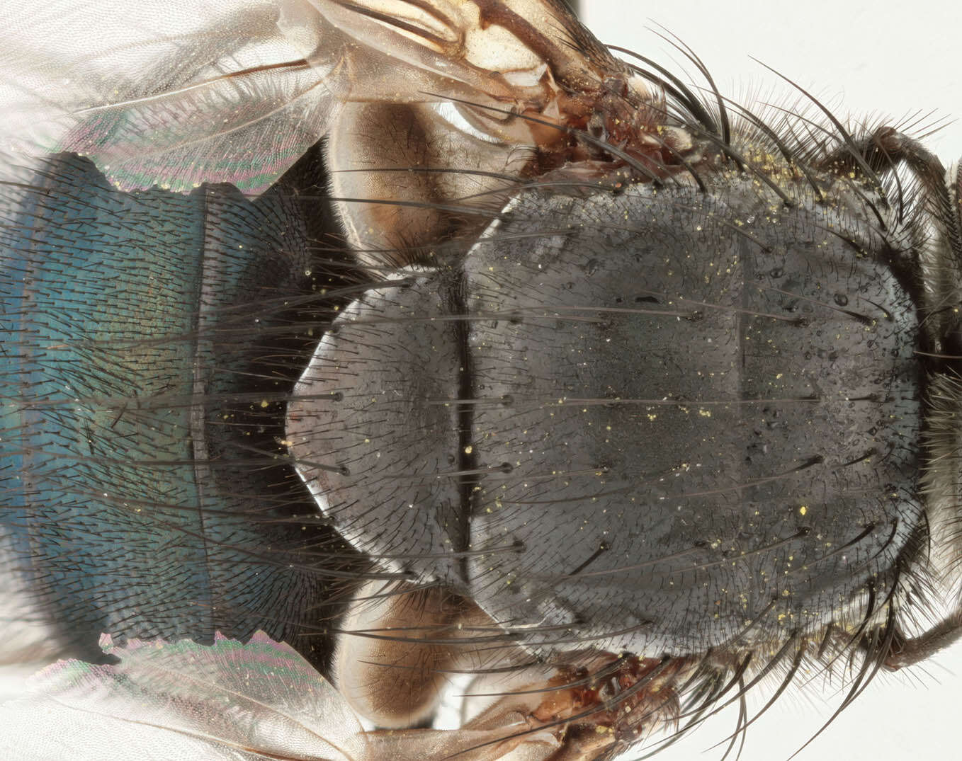 Image of Blue blowfly