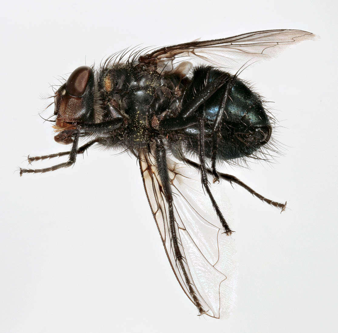 Image of Blue blowfly