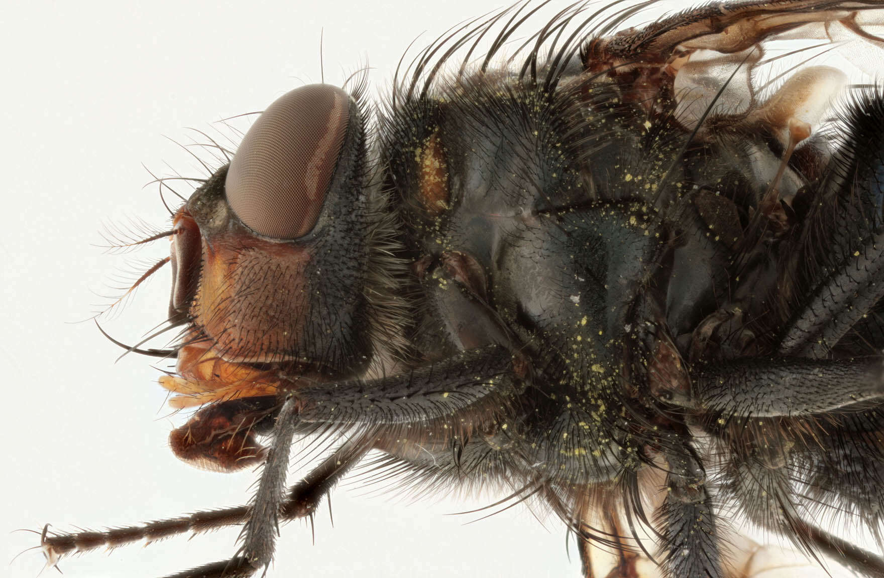 Image of Blue blowfly