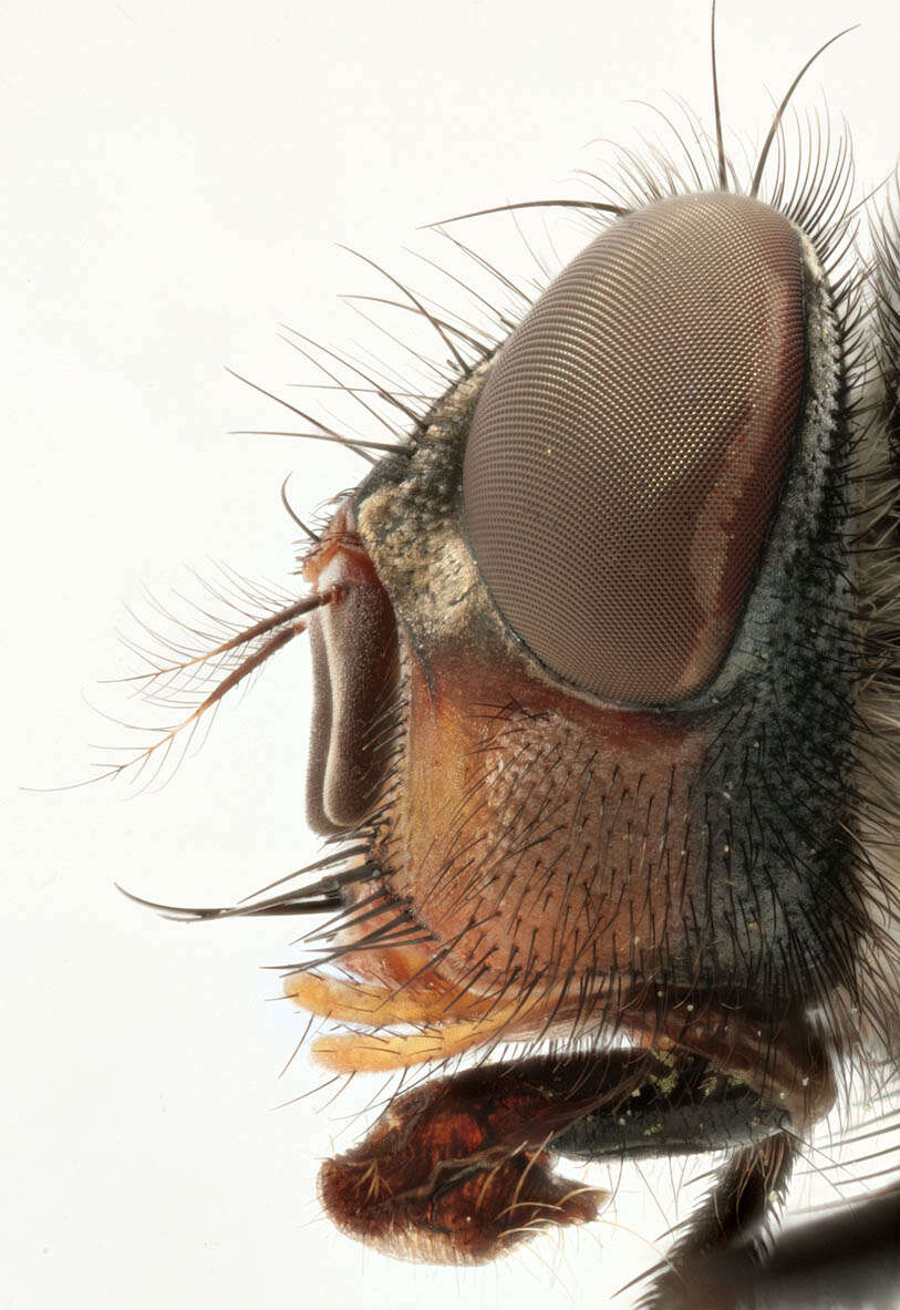 Image of Blue blowfly