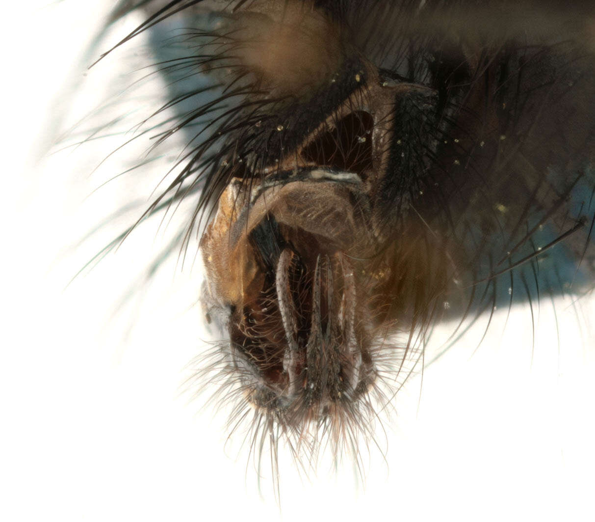 Image of Blue blowfly