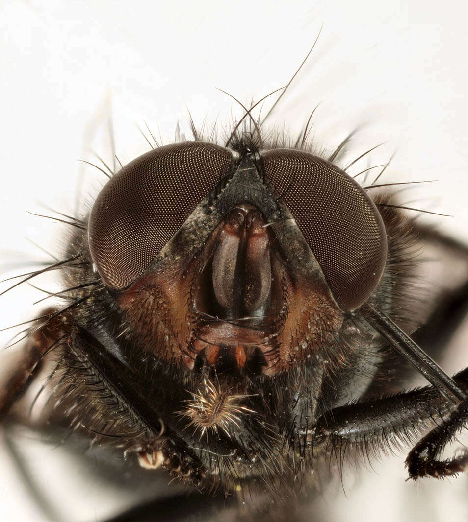 Image of Blue blowfly