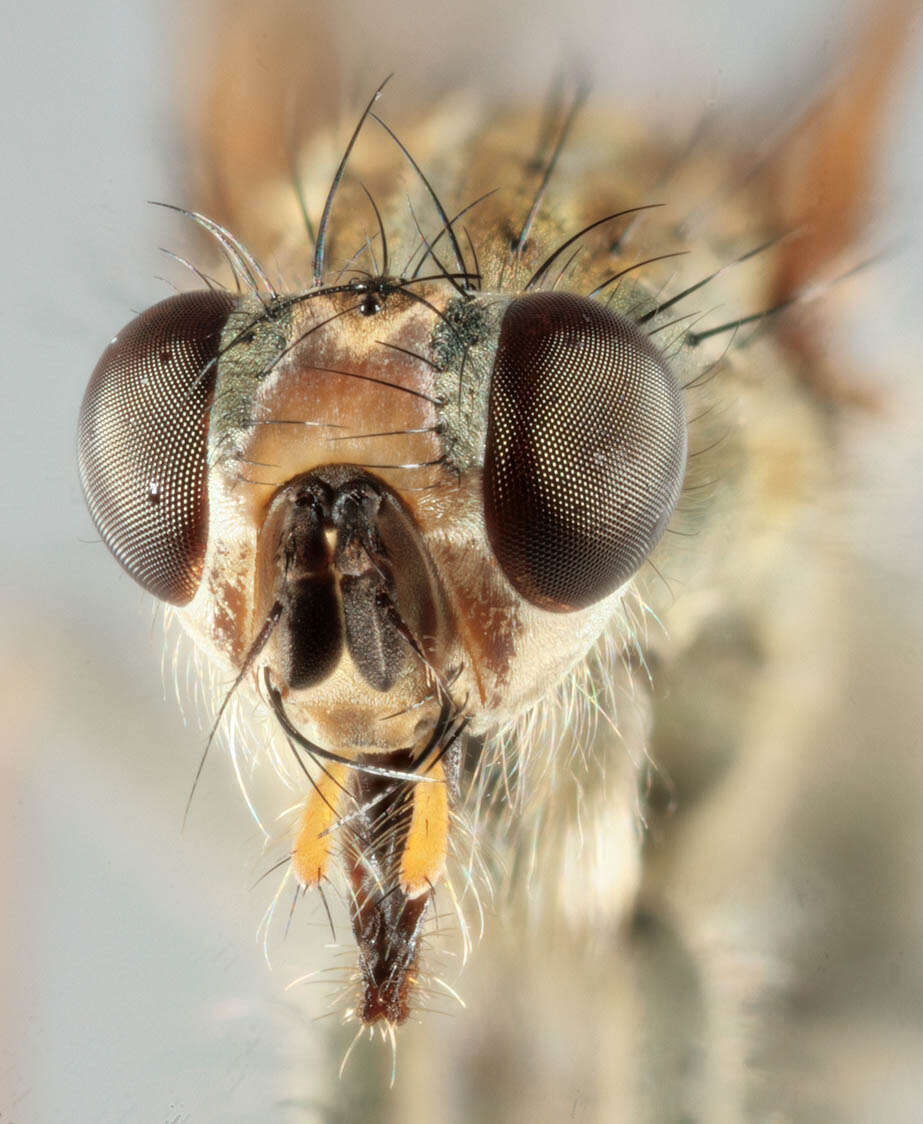 Слика од Scathophaga stercoraria (Linnaeus 1758)