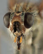 Слика од Scathophaga stercoraria (Linnaeus 1758)