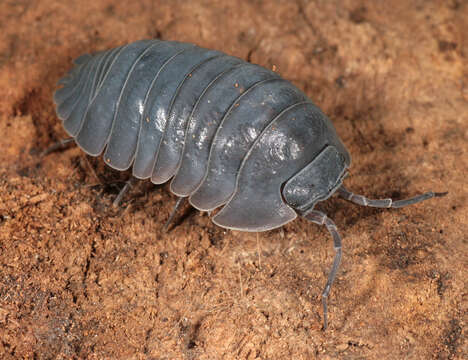 Image of Southern Pill Woodlouse