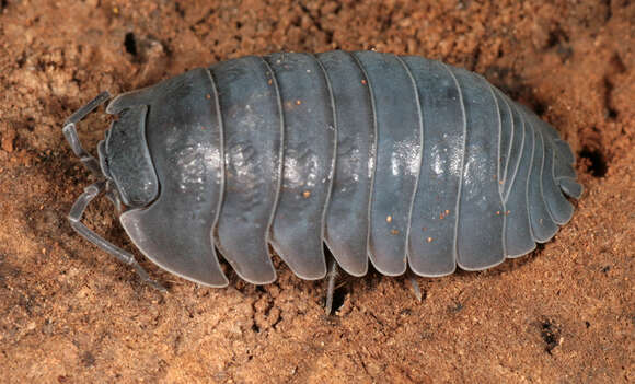 Image of Armadillidium depressum Brandt 1833