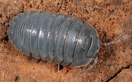 Image of Southern Pill Woodlouse