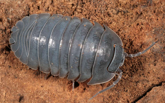 Image of Armadillidium depressum Brandt 1833