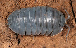 Image of Southern Pill Woodlouse