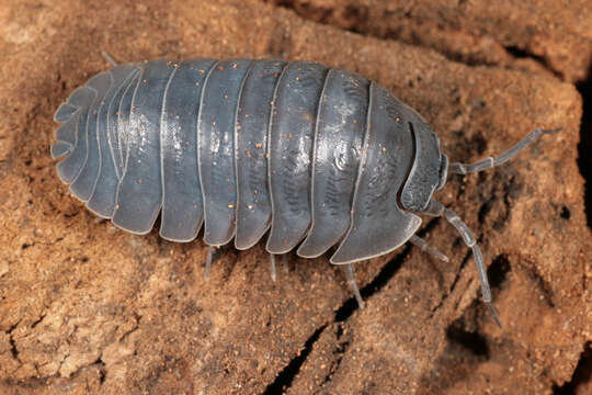 Image of Armadillidium depressum Brandt 1833