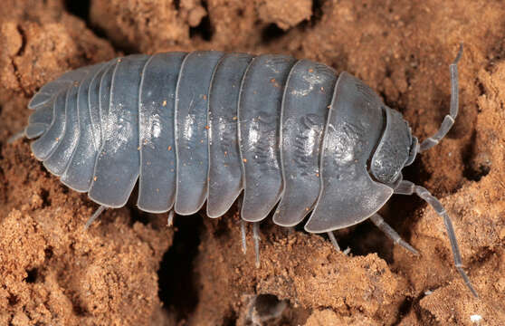 Image of Armadillidium depressum Brandt 1833