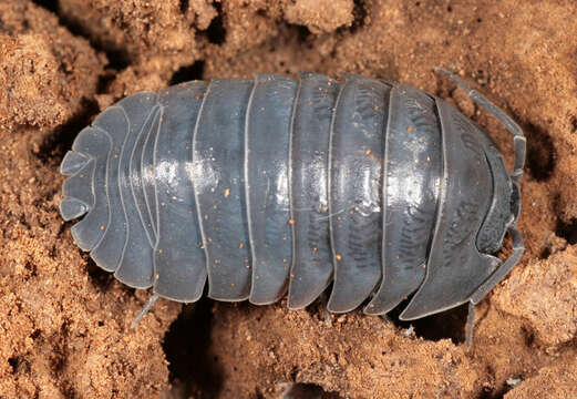 Image of Armadillidium depressum Brandt 1833