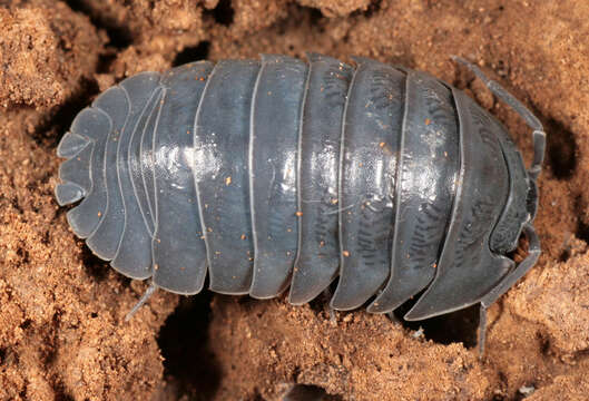 Image of Armadillidium depressum Brandt 1833