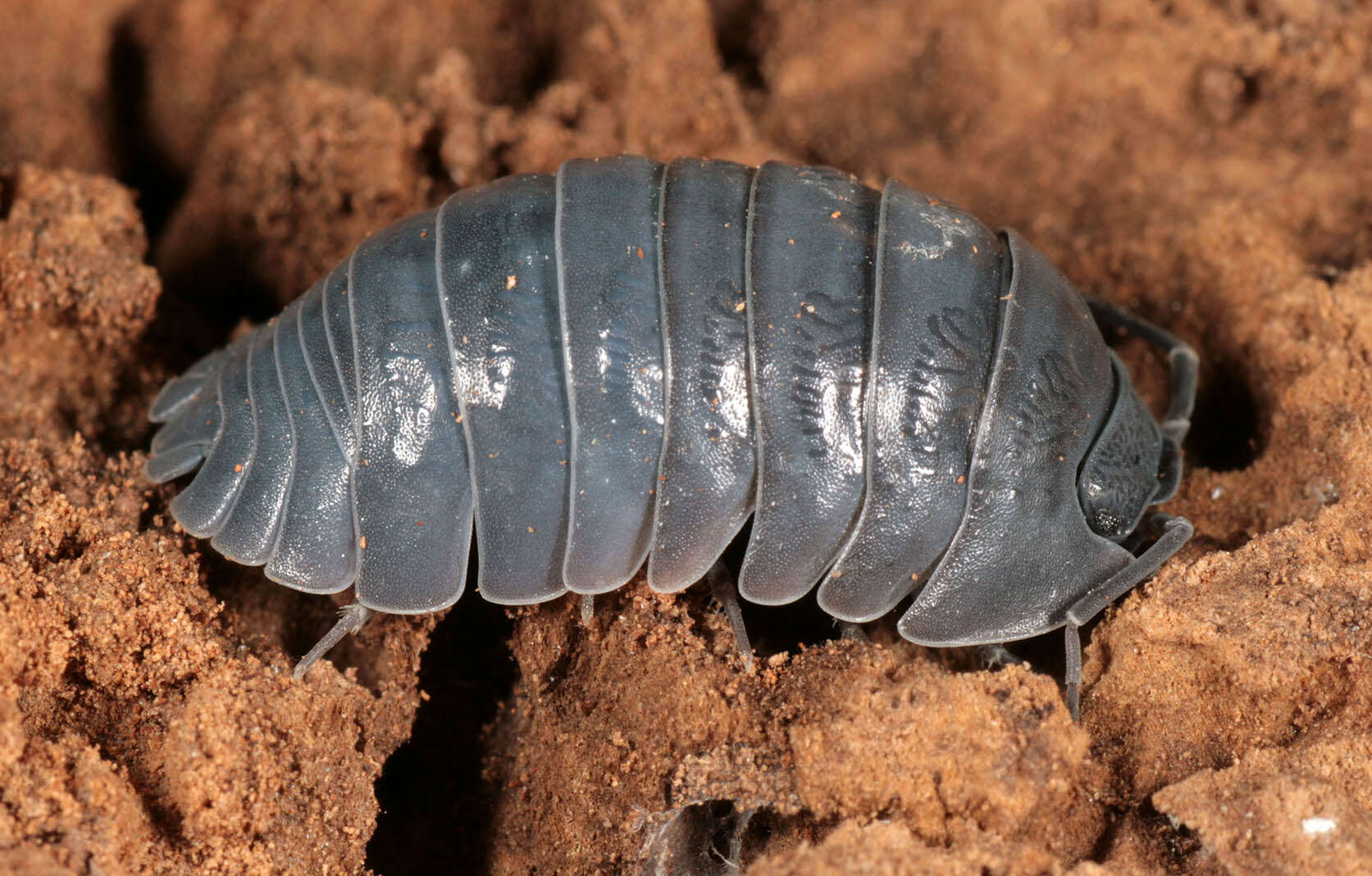 Image of Southern Pill Woodlouse