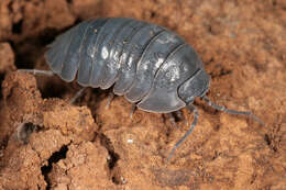 Image of Southern Pill Woodlouse