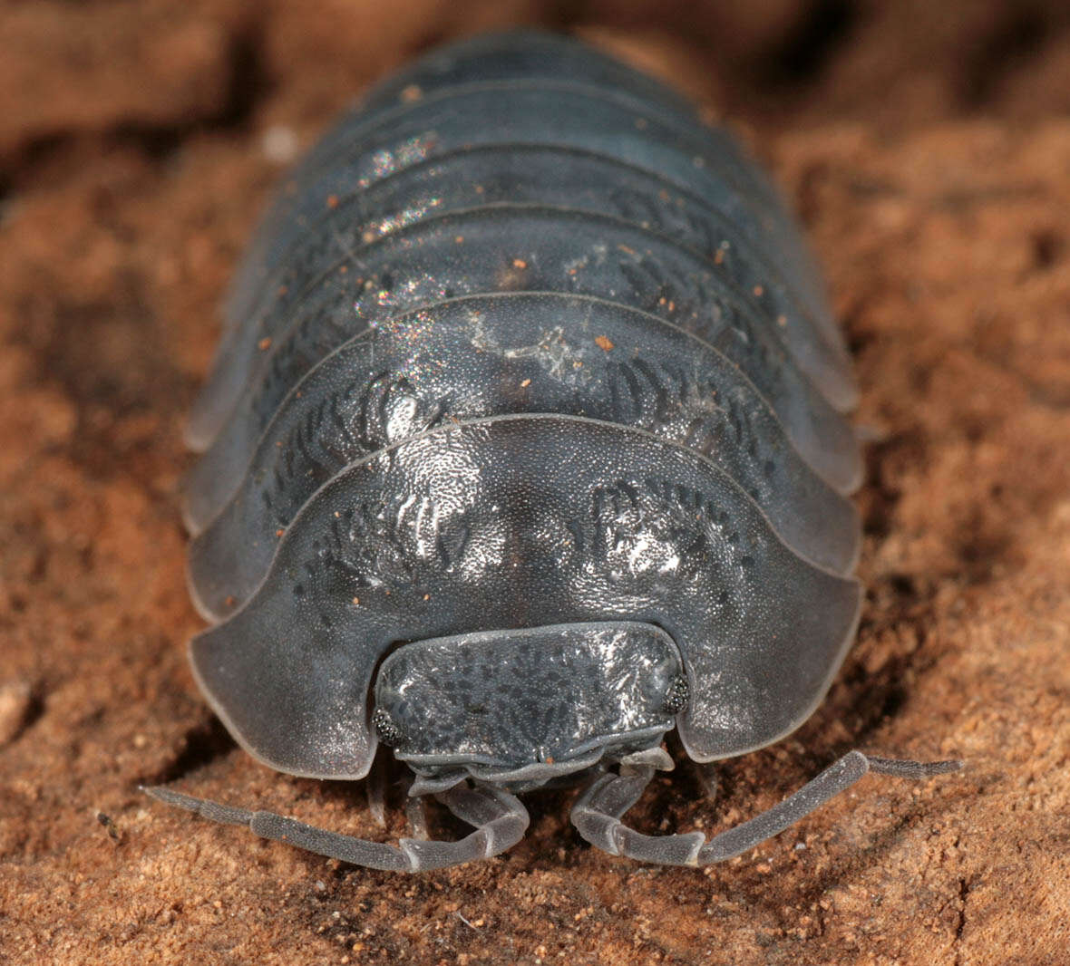 Image of Southern Pill Woodlouse