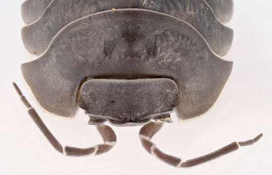 Image of Southern Pill Woodlouse